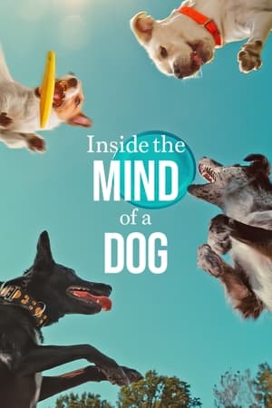 Inside the Mind of a Dog 2024 Hindi Dual Audio – 720p – Movie Poster